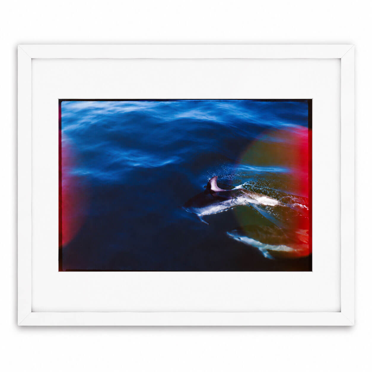 A framed photographic print of an aerial shot of a dolphin swimming in deep blue ocean water with red light reflections, presented in a white frame with a white mat.
