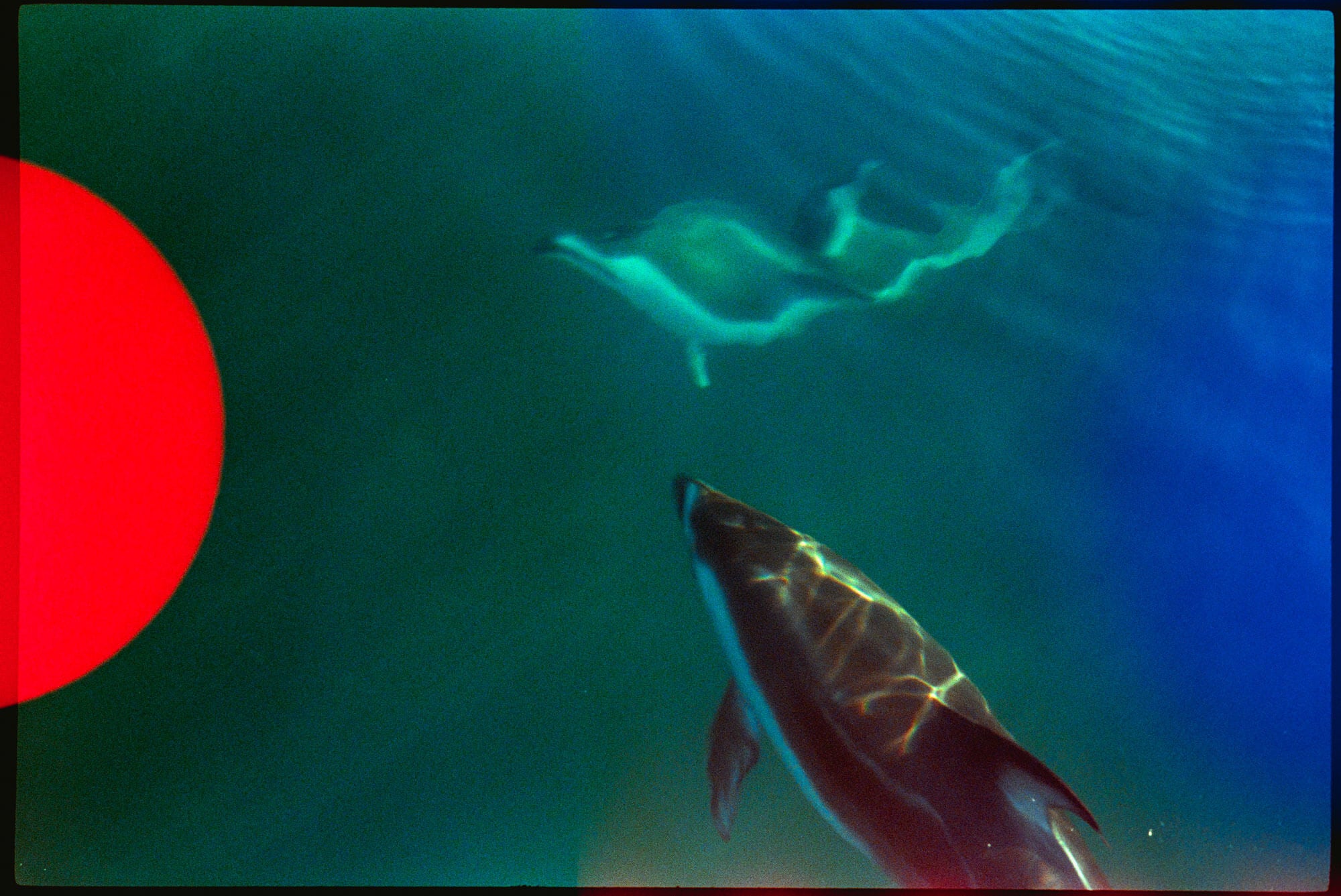 Underwater photograph of dolphins swimming in deep blue-green water, with a large bright red circular shape visible on the left side of the frame.